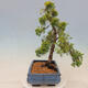 Outdoor bonsai - Juniperus chinensis plumosa aurea - Chinese golden juniper - 2/4