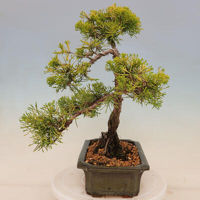 Outdoor bonsai - Juniperus chinensis plumosa aurea - Chinese golden juniper - 2