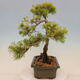 Outdoor bonsai - Juniperus chinensis plumosa aurea - Chinese golden juniper - 2/4