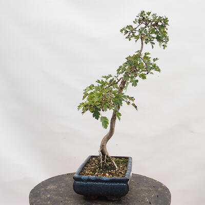 Outdoor bonsai - Hawthorn - Crataegus monogyna - 2