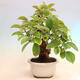 Outdoor bonsai - Pseudocydonia sinensis - Chinese quince - 2/7