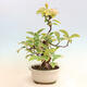 Outdoor bonsai - Pseudocydonia sinensis - Chinese quince - 2/6