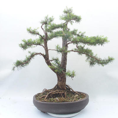 Outdoor bonsai -Larix decidua - Larch - 2