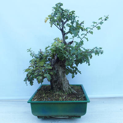 Outdoor bonsai - Single-seeded hawthorn - Crataegus monogyna - 2