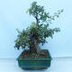 Outdoor bonsai - Single-seeded hawthorn - Crataegus monogyna - 2/6