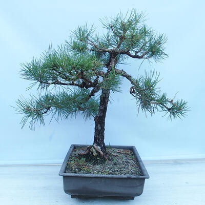 Outdoor bonsai - Pinus sylvestris - Forest pine - 2
