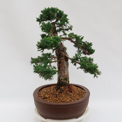 Outdoor bonsai - Juniperus chinensis Kishu - Chinese juniper - 2