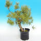 Yamadori - Scots pine - Pinus sylvestris - 2/5