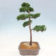 Outdoor bonsai - Juniperus chinensis Kishu - Chinese juniper - 2/4