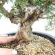 Outdoor bonsai - Juniperus chinensis Itoigawa-Chinese juniper - 2/5