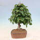 Outdoor bonsai - Carpinus Coreana - Korean hornbeam - 2/4