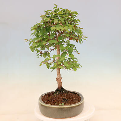 Outdoor bonsai - Carpinus Coreana - Korean hornbeam - 2