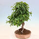 Outdoor bonsai - Carpinus Coreana - Korean hornbeam - 2/4