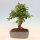 Outdoor bonsai - Carpinus Coreana - Korean hornbeam - 2/5