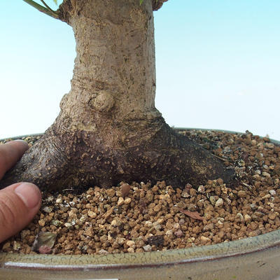 Outdoor bonsai - Acer palmatum - African Maple - 2