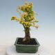 Indoor bonsai -Ligustrum Aurea - Bird's beak - 2/6