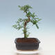 Indoor bonsai - Zantoxylum piperitum - peppercorn - 2/7