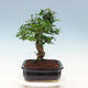 Indoor bonsai -Ligustrum chinensis - Bird's beak - 2/6