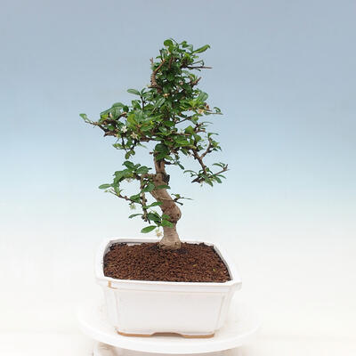 Indoor bonsai - Carmona macrophylla - Fuki tea - 2