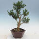 Indoor bonsai - Buxus harlandii - Cork boxwood - 2/6