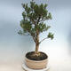 Indoor bonsai - Buxus harlandii - Cork boxwood - 2/6