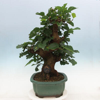 Outdoor bonsai - Morus alba - mulberry - 2