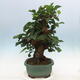 Outdoor bonsai - Morus alba - mulberry - 2/6