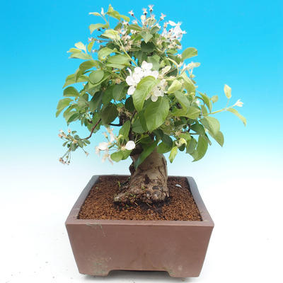 Outdoor bonsai -Maloplodá apple - Malus Halliana - 2