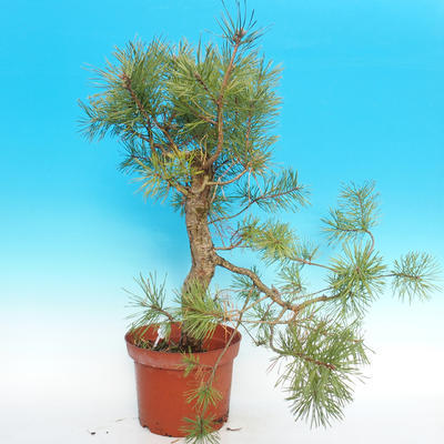 Yamadori - Scots pine - Pinus sylvestris - 2