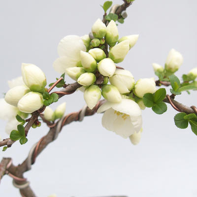 Outdoor bonsai - Chaenomeles superba white jet trail -Kdoulovec - 2