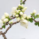 Outdoor bonsai - Chaenomeles superba white jet trail -Kdoulovec - 2/4