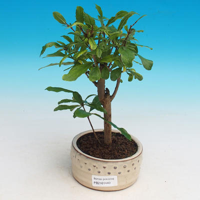Room bonsai-PUNICA granatum nana-Pomegranate - 2