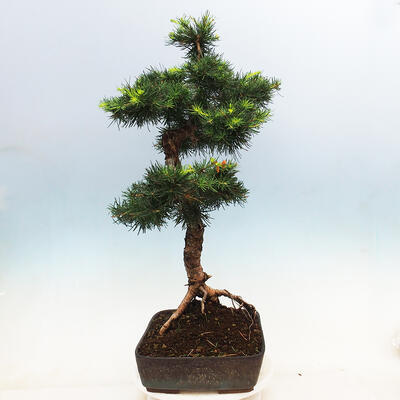 Outdoor bonsai -Larix decidua - Deciduous larch - 2