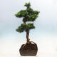 Outdoor bonsai -Larix decidua - Deciduous larch - 2/6