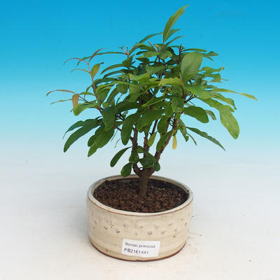 Room bonsai-PUNICA granatum nana-Pomegranate - 2