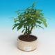 Room bonsai-PUNICA granatum nana-Pomegranate - 2/3