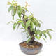 Outdoor bonsai - Pseudocydonia sinensis - Chinese quince - 2/5
