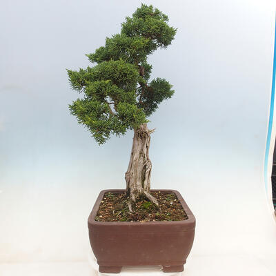 Outdoor bonsai - Juniperus chinensis Kishu-Chinese Juniper - 2