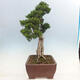 Outdoor bonsai - Juniperus chinensis Kishu-Chinese Juniper - 2/5