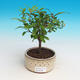 Room bonsai-PUNICA granatum nana-Pomegranate - 2/3
