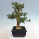 Indoor bonsai - Buxus harlandii - Cork boxwood - 2/7