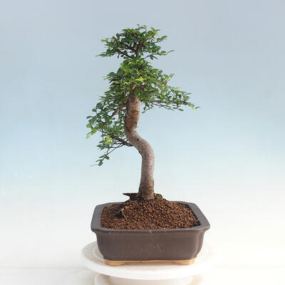 Room bonsai - Ulmus parvifolia - Malolistý elm - 2