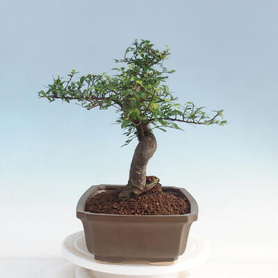 Room bonsai - Ulmus parvifolia - Malolistý elm - 2