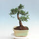 Room bonsai - Ulmus parvifolia - Malolistý elm - 2/6