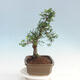 Room bonsai - Ulmus parvifolia - Malolistý elm - 2/6