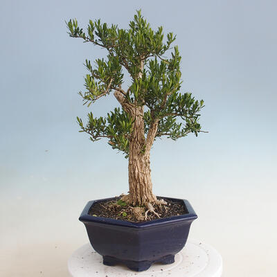 Indoor bonsai - Buxus harlandii - Cork boxwood - 2