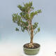 Indoor bonsai - Buxus harlandii - Cork boxwood - 2/7