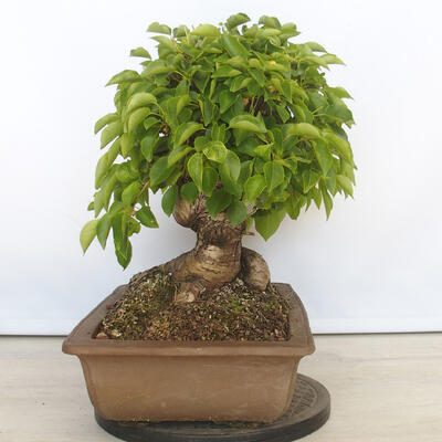 Outdoor bonsai - Mahalebka - Prunus mahaleb - 2