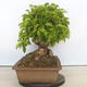 Outdoor bonsai - Mahalebka - Prunus mahaleb - 2/5