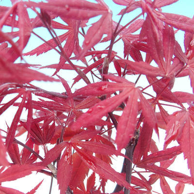 Outdoor bonsai - Acer palm. Atropurpureum - Japanese Maple Red - 2
